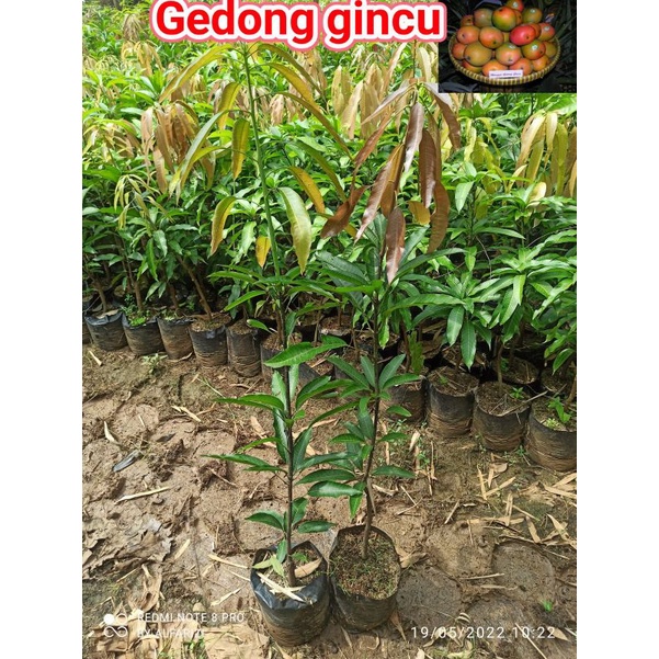 bibit mangga gedong gincu