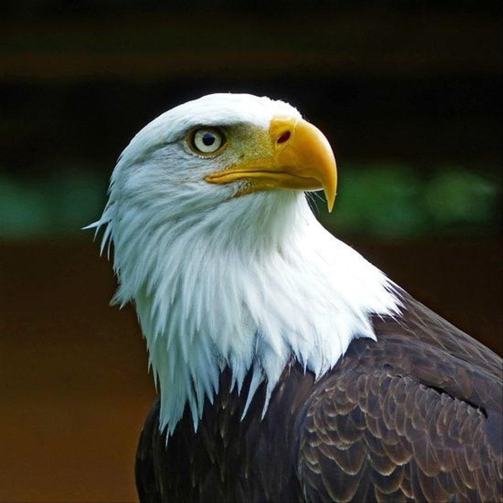 92 Gambar Burung Elang Hitam Putih Keren Terbaik