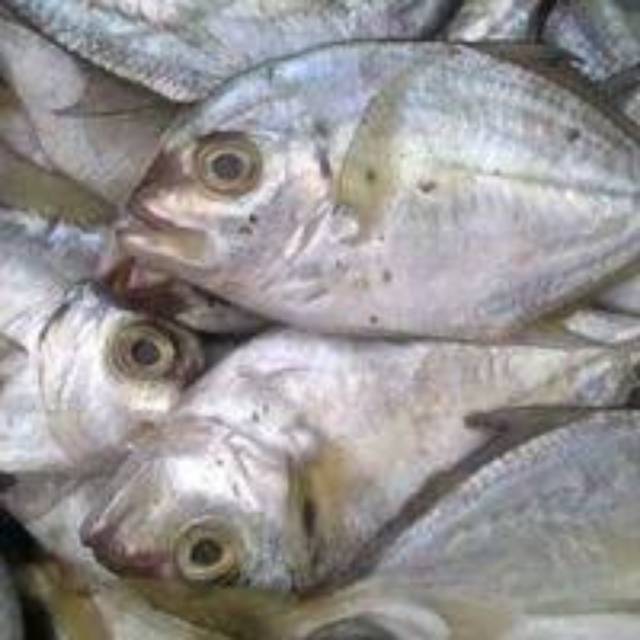 

Ikan kuwe 1kg segar dan termurah