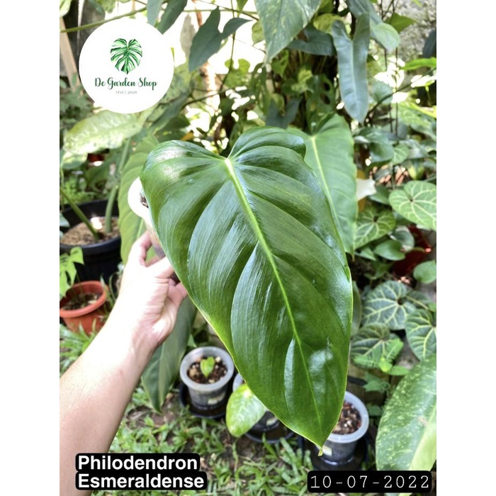 Jual philodendron esmeraldense narrow tanaman (real pict) | Shopee