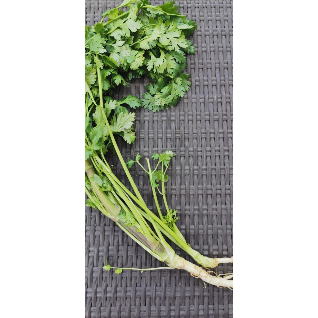 

Coriander / Daun Ketumbar / Cilantro Organik 100gr