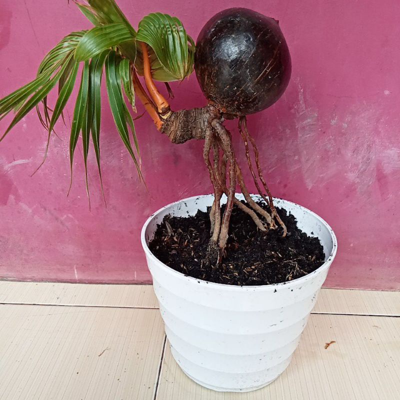 bonsai kelapa/tanaman hias bonsai kelapa