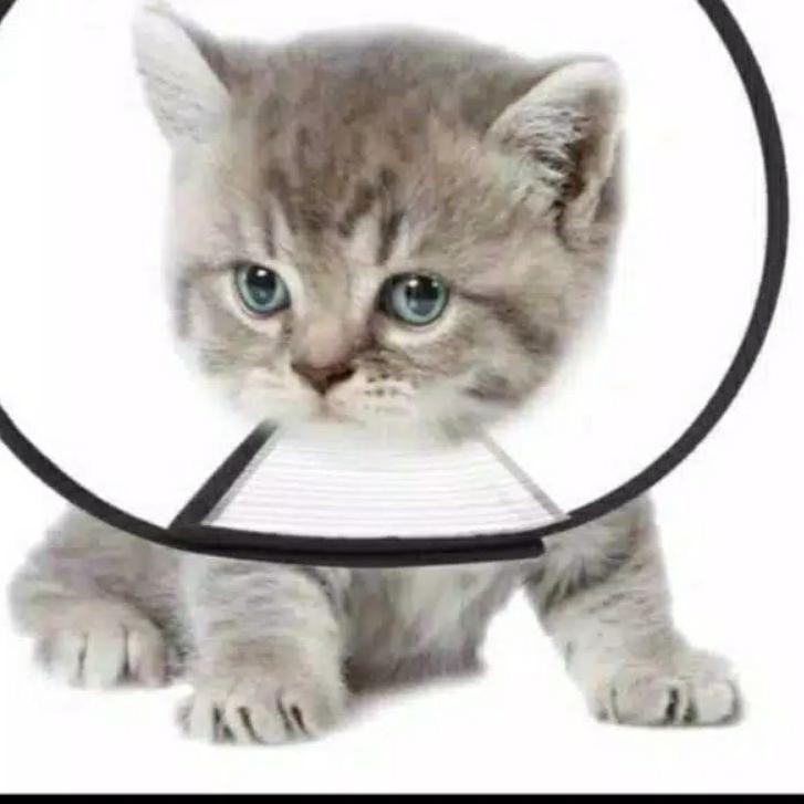 [ Best Seller ] Pet Collar Corong Kucing Anjing Kitten Puppy