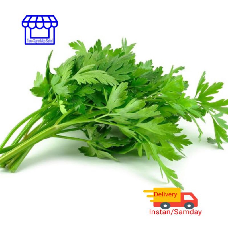 

Seledri Daun Sledri Segar Daun Sop 100 gram