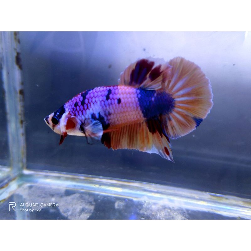 

IKAN CUPANG HIAS CANDY TOP GRADE