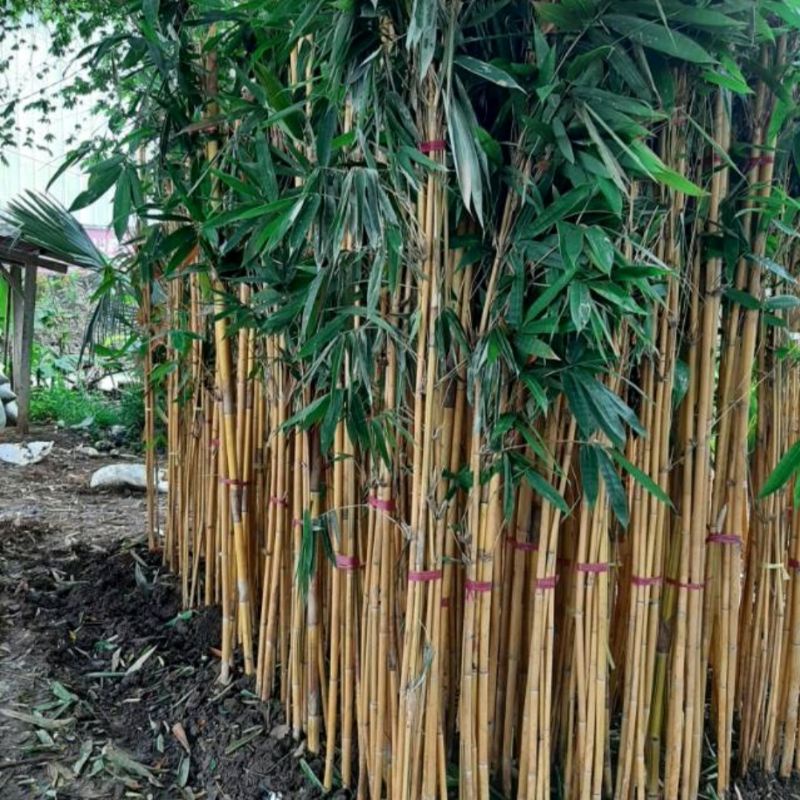 TANAMAN HIAS BAMBU KUNING BAMBU PANDA TINGGI 1,2 METER