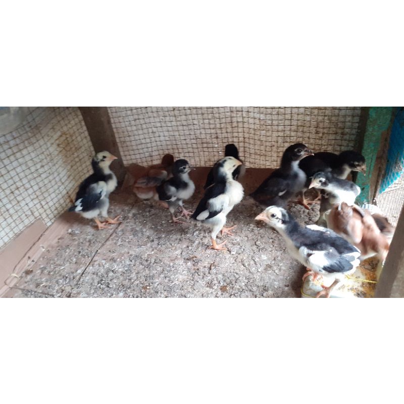 Anakan Ayam Ekor Lidi