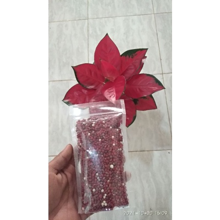 Pupuk SR merah (slow release)