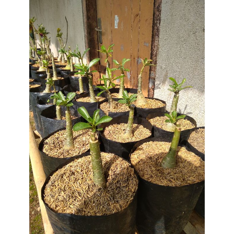 

paket 12 adenium