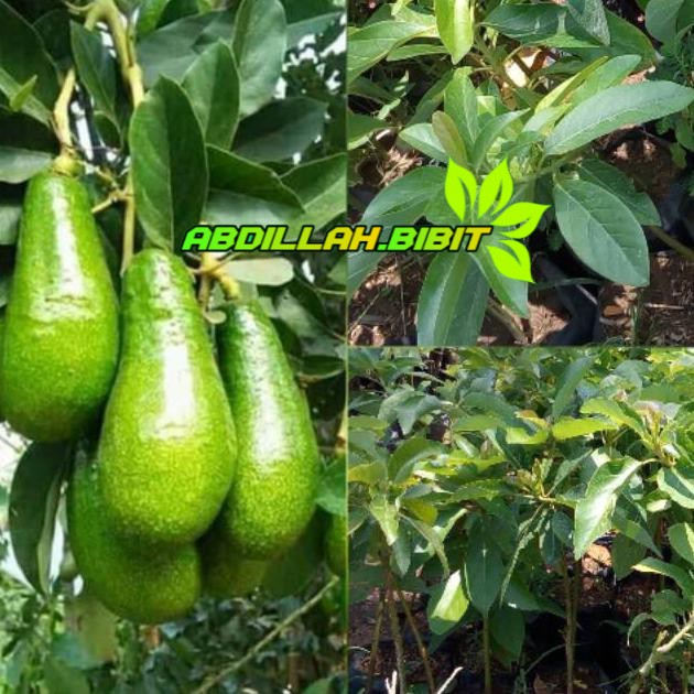 Bibit Alpukat Pluwang-Alpukat Greenstar
