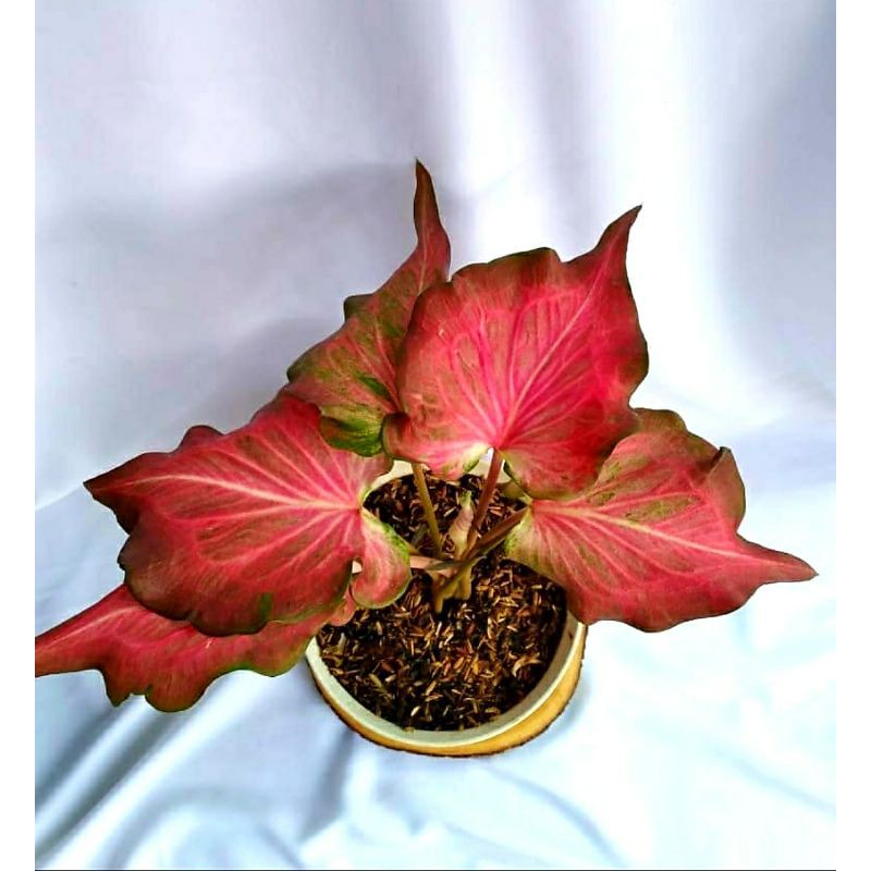 Tanaman Hias Keladi Ramla Pink / Tanaman Hias Anakan Keladi Pink Ramla Murah / Bunga Hidup Murah (Ca