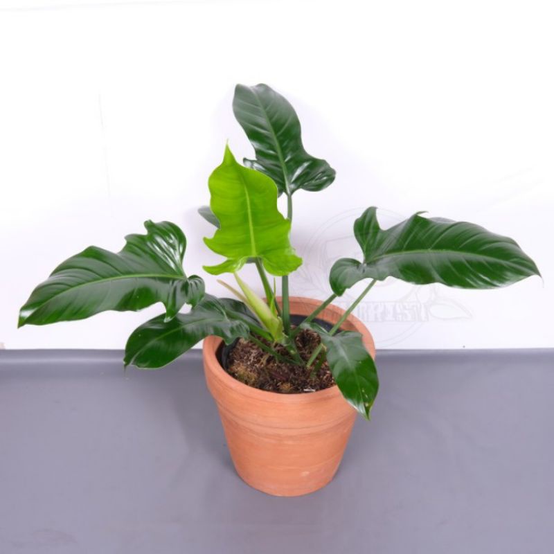 Tanaman koleksi philodendron ecuadorian