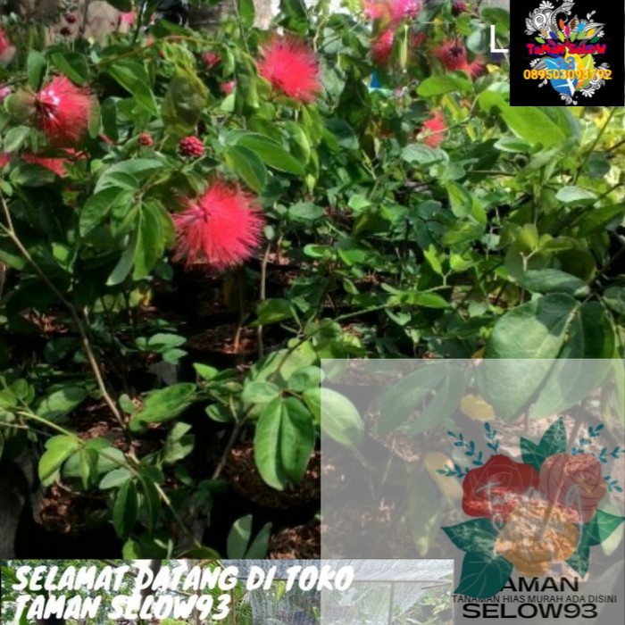 tanaman hias pohon Kaliandra - bibit pohon Kaliandra - hiasan taman