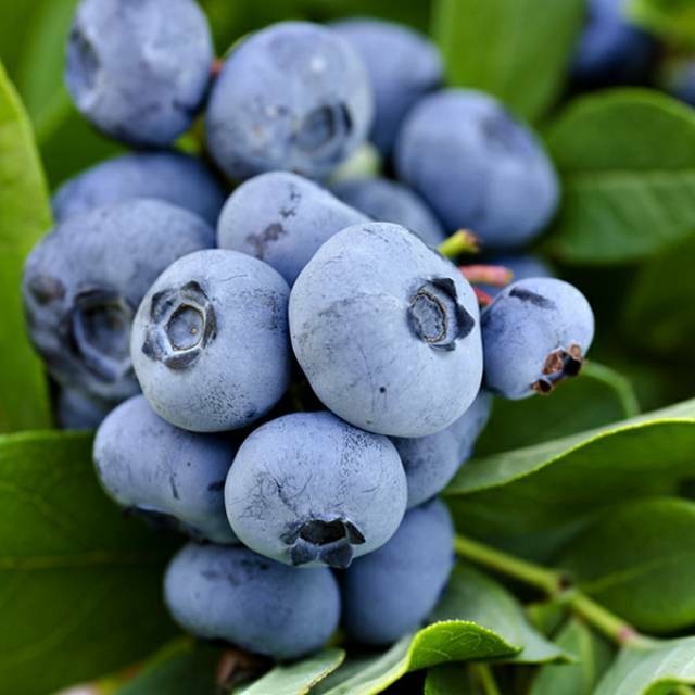 Benih Bibit Biji - Buah Blueberry Bluberi Berries Fruit Seeds - IMPORT