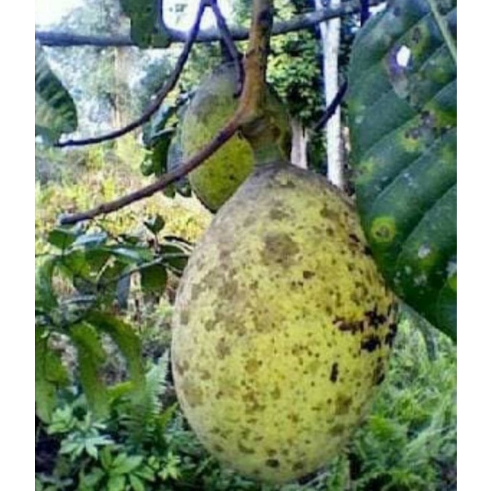 

Buah Limus/ buah bakcang segar 1kg