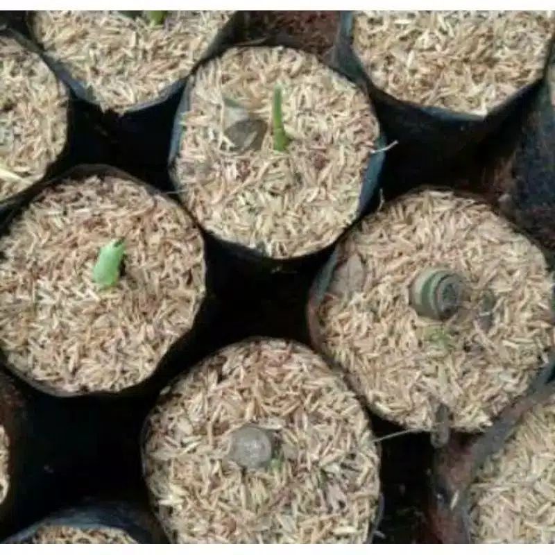 Monstera King Variegata Albino - bonggol/100%batang asli