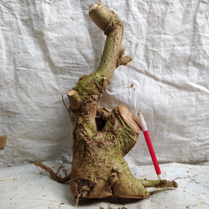 Bahan Bonsai Waru Berkarakter