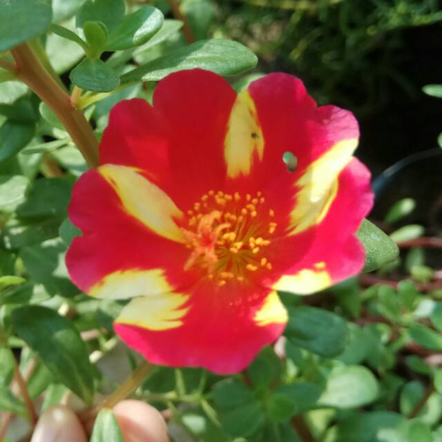 Krokot Duna Siam Red