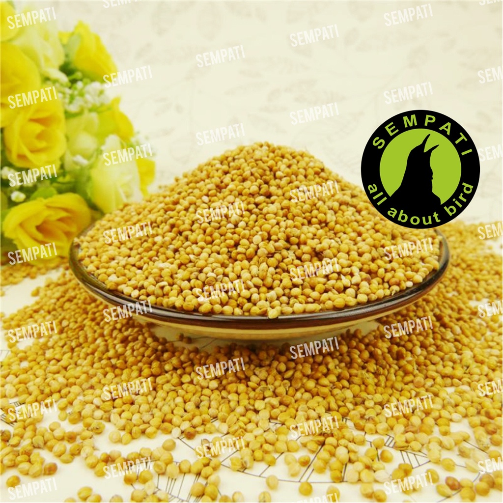 MILET KUNING MILET CREAM CREM  SHORTIRAN IMPORT GRADE A SEMPATI 1 KG BIJI MILET MILLET KUNING YELLOW SEED PAKAN BURUNG LOVEBIRD KENARI PARKIT PERKUTUT MERPATI HAMSTER-1
