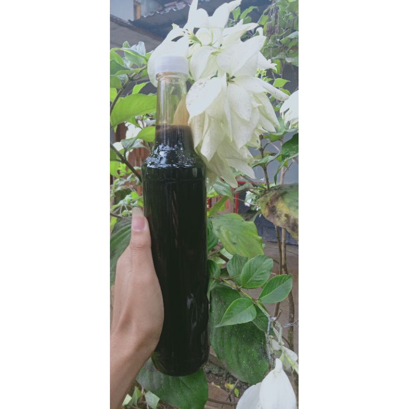 

madu hitam manis gung