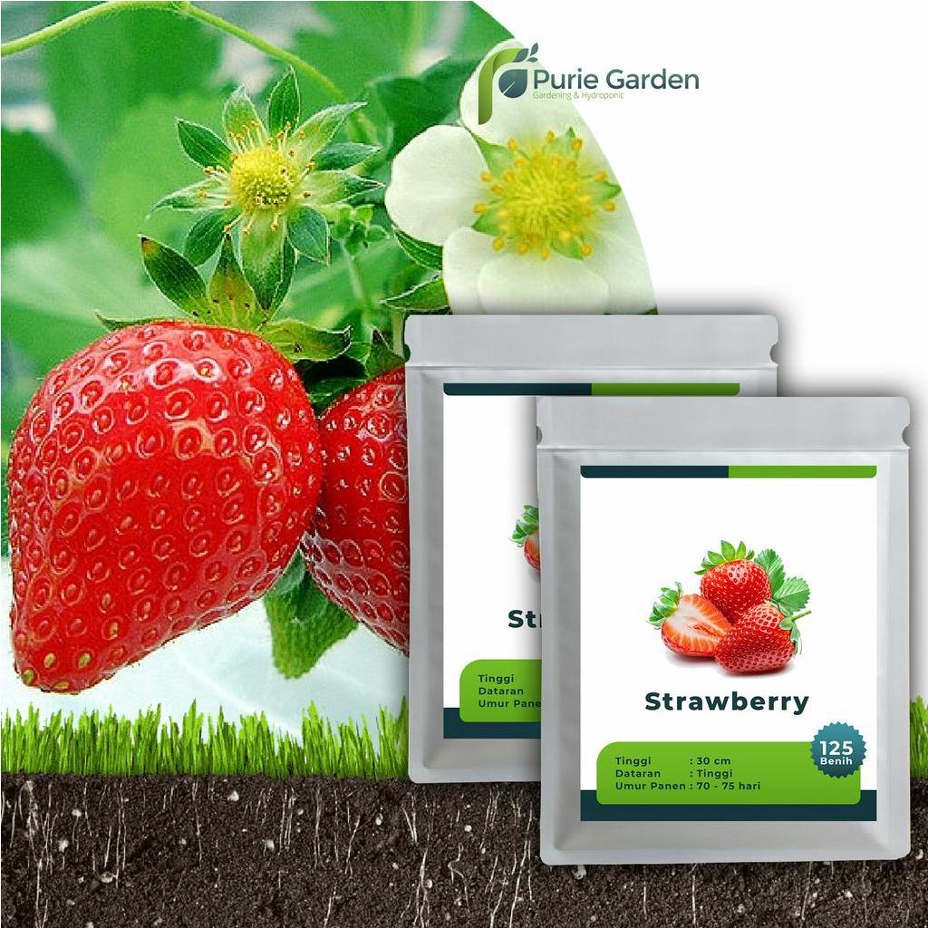 Benih Bibit Biji Unggul Strawberry 125 Benih PG SBY