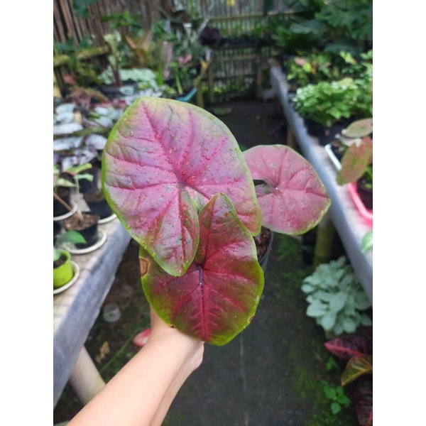 Keladi red devil/Caladium Red devil/keladi hybrid setan merah/keladi hias thailand/ukuran remaja