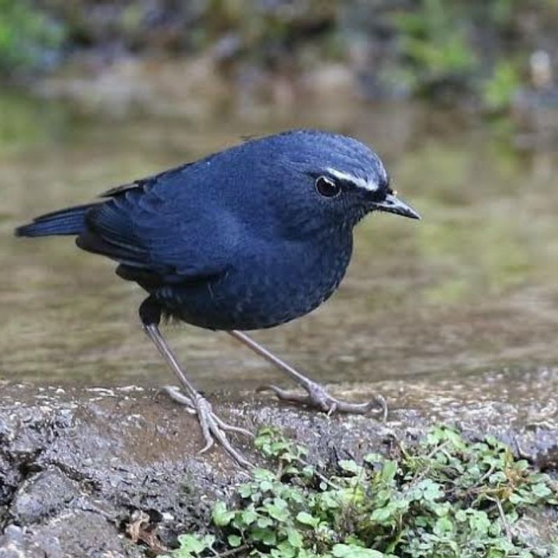 420 Gambar Burung Jongkangan Gratis Terbaru