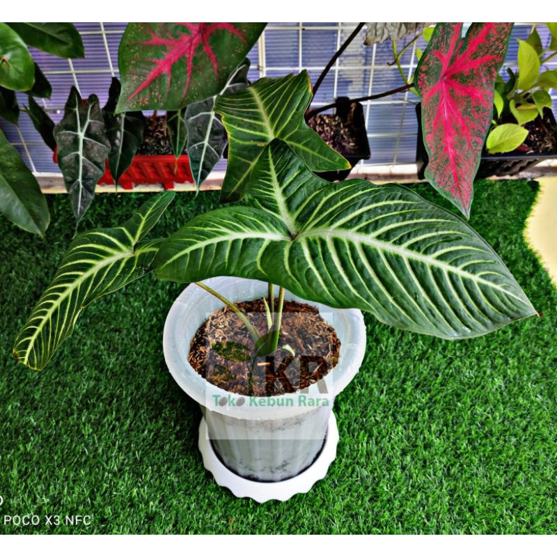 Pesanan Teh Mita Xanthosoma Lindenii