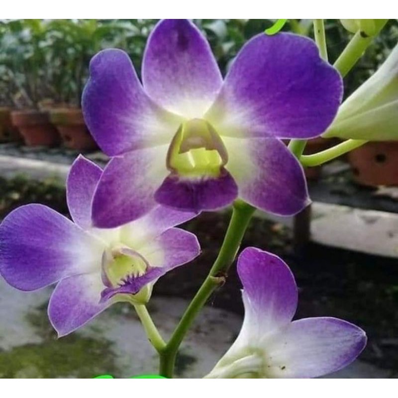 Pohon Anggrek Dendrobium Dewasa Blue Angel Sudah Spike