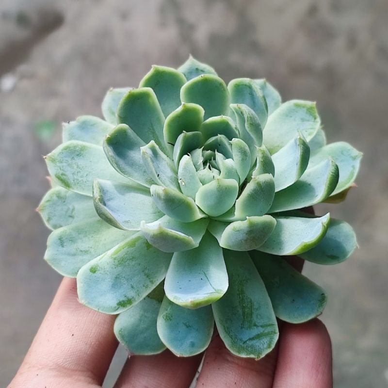 Sukulen Echeveria elegans