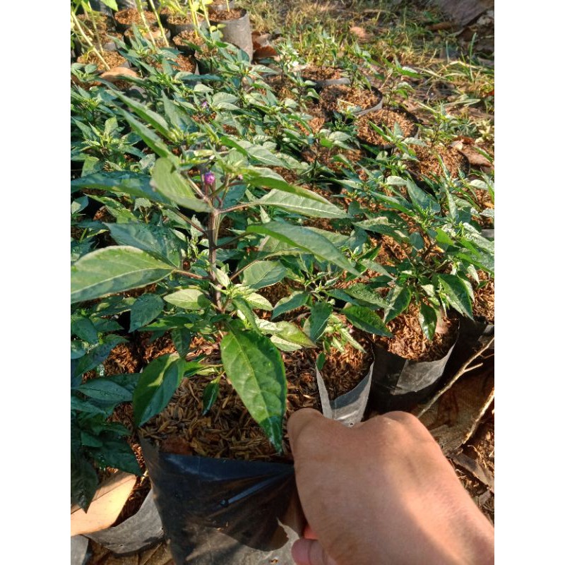 tanaman cabe ungu-pohon cabe ungu