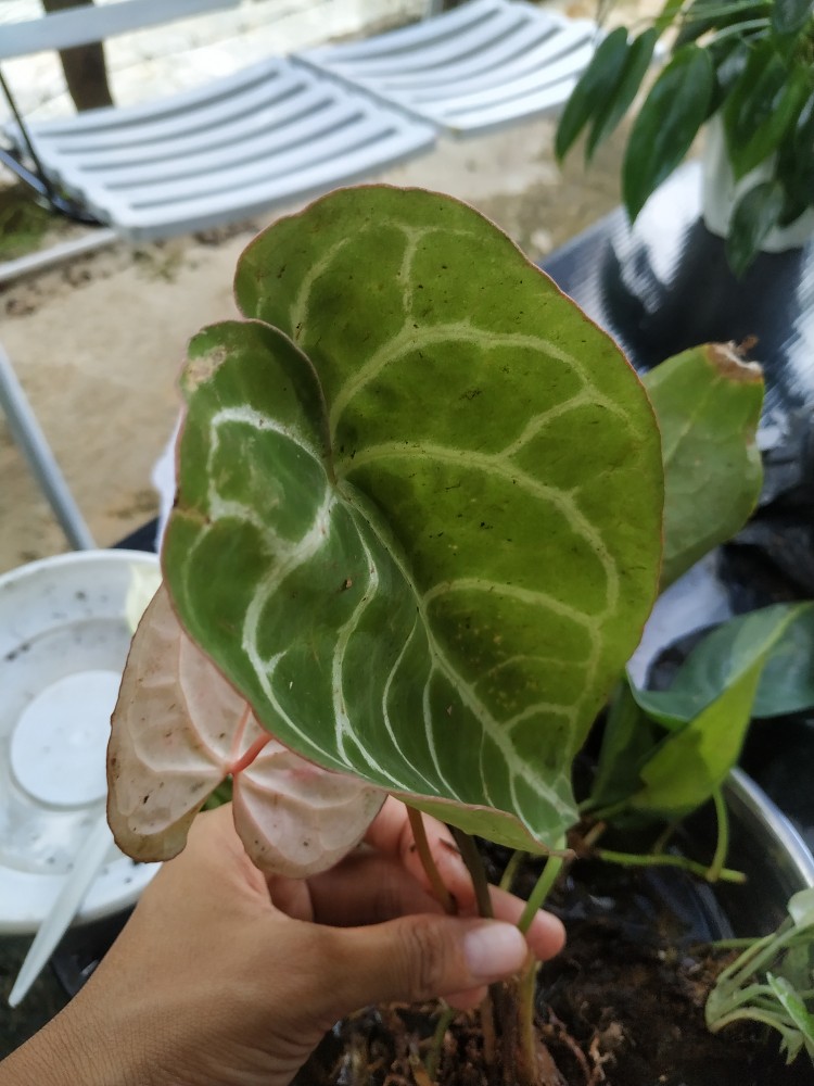 Tanaman Hias Keladi Anturium Kuping Gajah