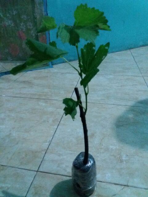 Tanaman Anggur Merah