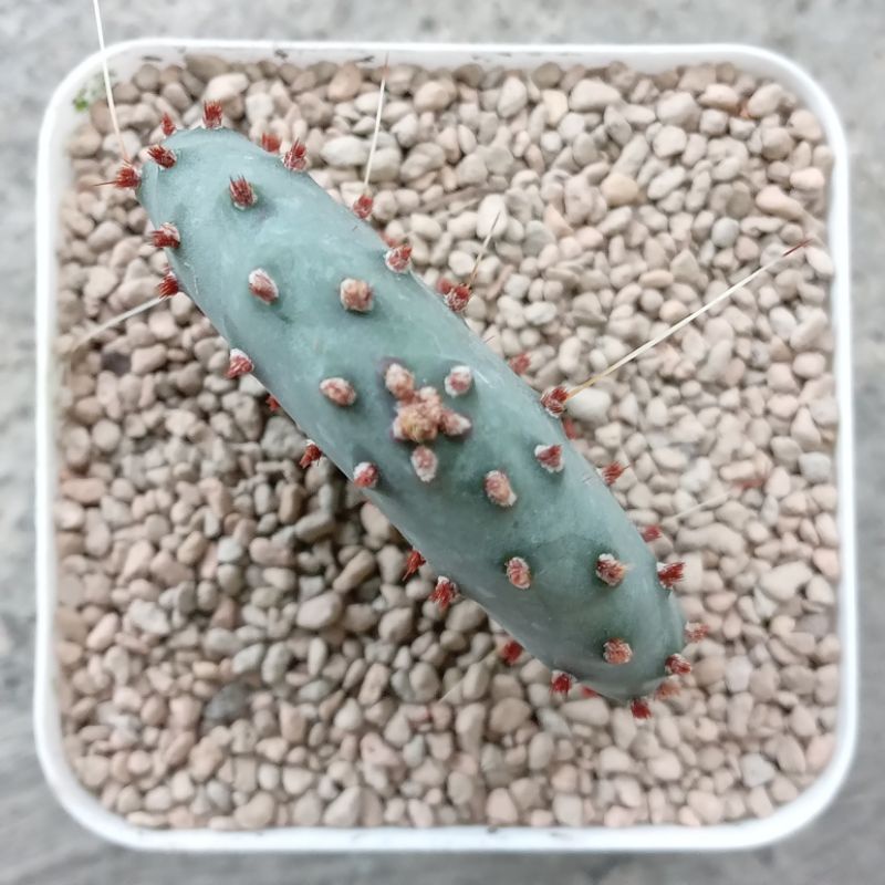 Kaktus Opuntia Santa Rita | Santarita | Purple Prickly Pear Cactus