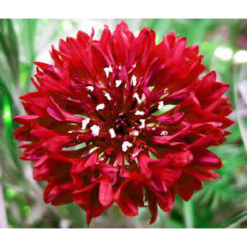 Benih Bunga Import Cornflower Red