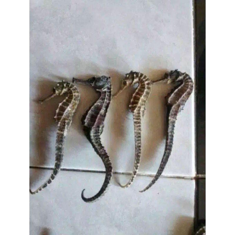 Kuda Laut Kering Asli Besar 12cm,3 biji Obat Herbal Pria dan Wanita