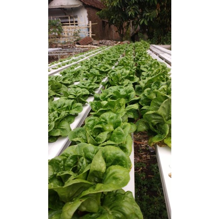 

Lettuce romaine