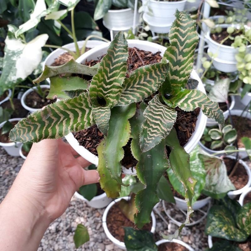 TANAMAN HIAS SANSIVERA TOKEK HIJAU LANGKA