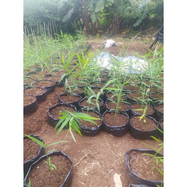 

Bibit Jahe Merah