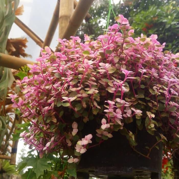  Tanaman  Hias Kribo  Pink Pot Shopee Indonesia