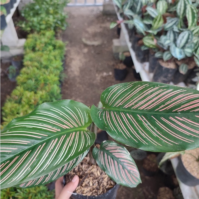 Tanaman Bunga Calathea Sisir Calathea Sisir Murah Terawat dan Segar