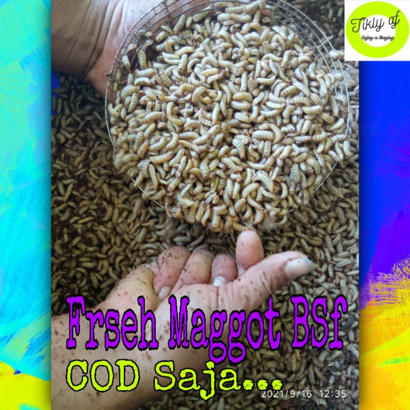 Promo khusus Hari ini MAGGOT LARVA BSF per 1kg