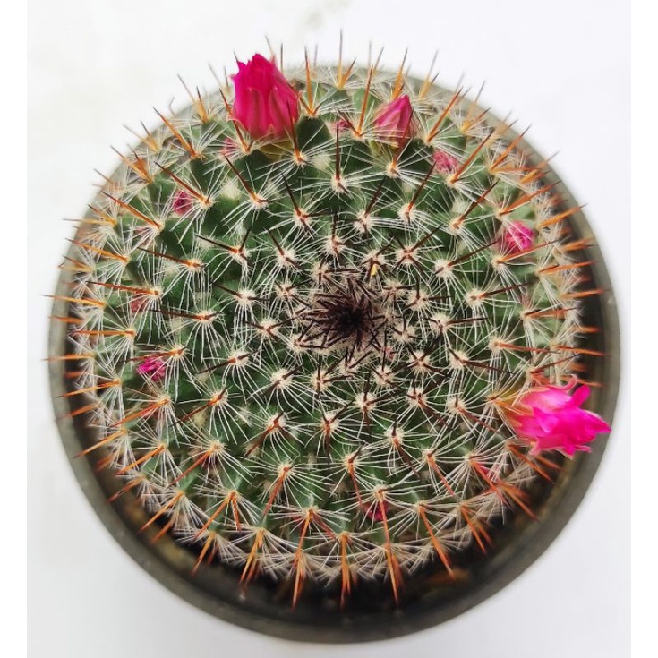 Mamillaria