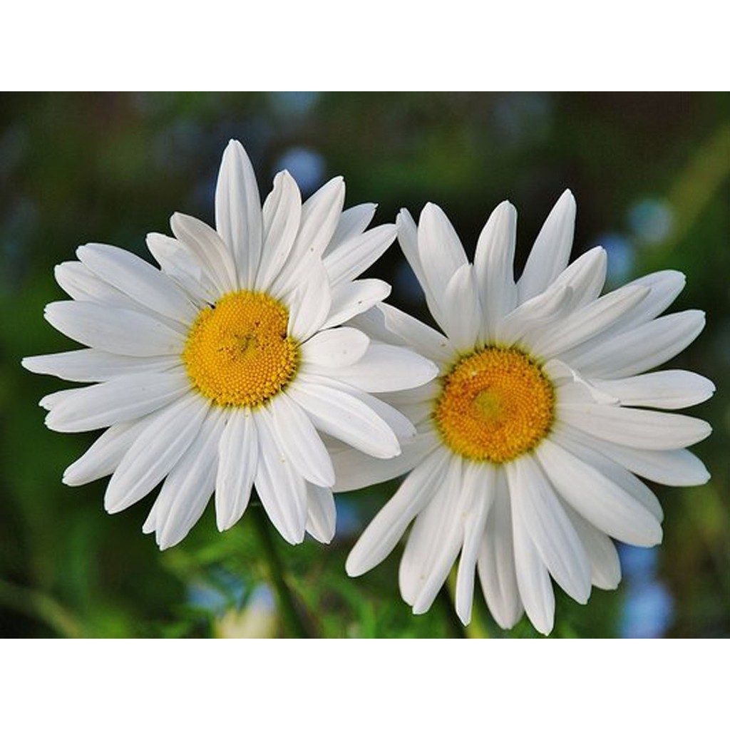 Biji Bunga Ox Eye Daisy Beautiful White Flower - Bibit Tanaman Bunga Ox Eye Daisy White - COD