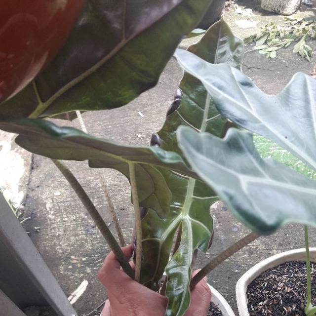 Alocasia pseudo sanderiana