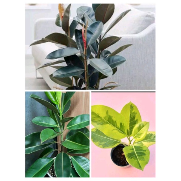 paket hemat 3 tanaman hias karet kebo merah,ijo, dan karet kebo varigata kuning