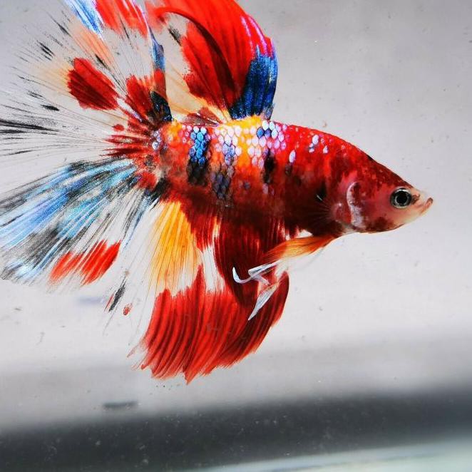 RT4✹ ikan hias cupang halfmoon Nemo candy / Halfmoon koi Koleksi Terbaru