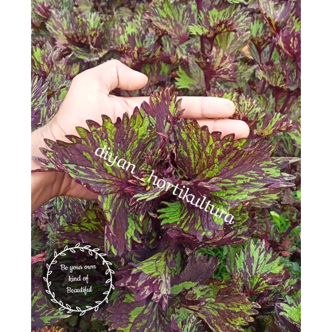 Bunga Miana Premium Langka Tanaman Hias Murah Miana Langka