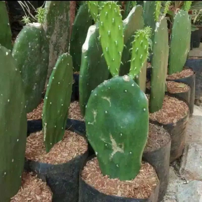 Tanaman hias kaktus centong - kaktus centong