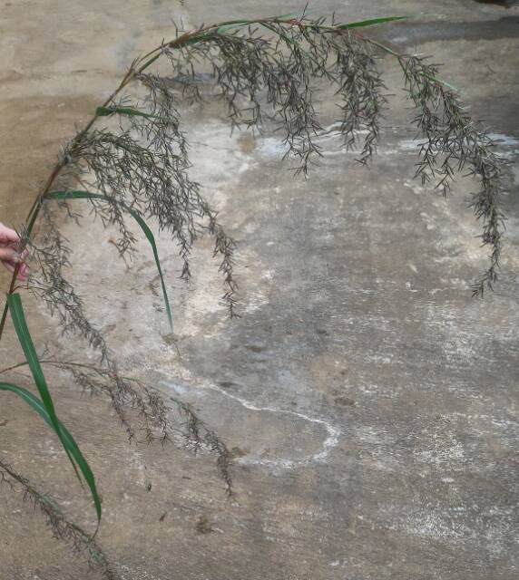 Kembang Sereh Merah Wangi / Bunga Serai Merah / Sereh Lanang / Sereh Obat Alami ORI